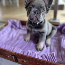 Iris - Blue French Bulldog puppy in Palmdale, California from Tickled Frenchies