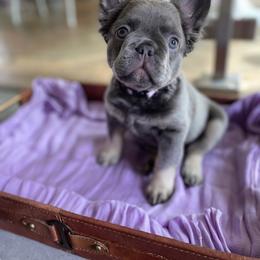 Iris - Blue French Bulldog puppy in Palmdale, California from Tickled Frenchies