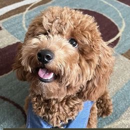 Archie - Goldendoodle