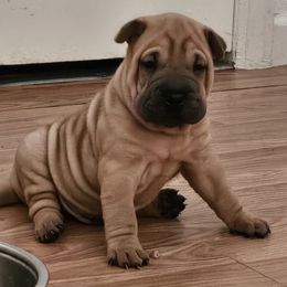 Champ - Red fawn male Chinese Shar-Pei puppy in Bakersfield, California from Cashmerewrinkles