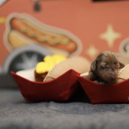 AKC CHOCOLATE DAPPLE (possible blue eye) - Dapple female Dachshund puppy in Bremen, Georgia from Jones Royal Kennels