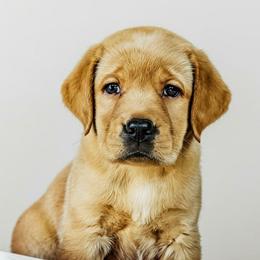 Cider - Yellow male Labrador Retriever puppy in Baltimore, Maryland from Country Acres Farm