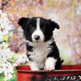 Drake - Black and white male Border Collie puppy in Avilla, Indiana from Borderline Kennels