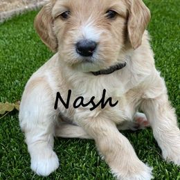 Australian Labradoodle Puppies from Providence Labradoodles
