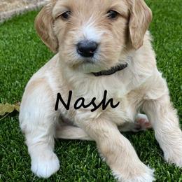 Australian Labradoodle Puppies from Providence Labradoodles