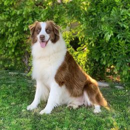 Duke - Australian Shepherd