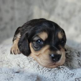 Spruce - Black and cream male Dachshund puppy in Pasco, Washington from Loyal Lil Dachshunds