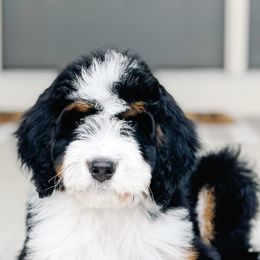 Bernedoodles from 3|17 Korte Bernedoodles LLC