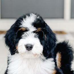 Bernedoodles from 3|17 Korte Bernedoodles LLC