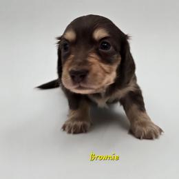 Brownie - Chocolate and tan male Dachshund puppy in Nine Mile Falls, Washington from River Run Doxies