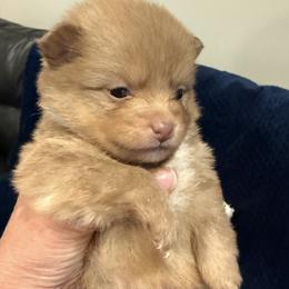 Rollo - Chocolate and tan male Pomeranian puppy in Jackson, New Jersey from Peapod Pomeranians