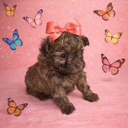 Olive- PENDING - Liver female Shihpoo puppy in Delphos, Ohio from Route 66 Poodles & Doodles, Sapphire Shih-tzu's of Ohio