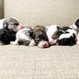 Aussiedoodle and Bernedoodle Puppies from Bella Ridge Farms & Dapper Doodles