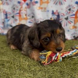 ( 4th of July DISCOUNT ) Bluey- SILKY WIRE - Dapple male Dachshund puppy in Duncan, Arizona from Bootheel Doxies
