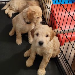 Goldendoodles from Maggie's Mini Doodles