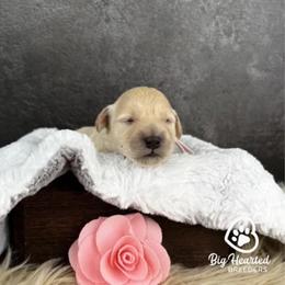Natasha - White female Companion Cross puppy in Utah County, Utah from Big Hearted Breeders