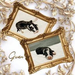 Gwen - Black and tan female American Corgi puppy in Fitzhugh, Oklahoma from Elmiphyr Corgis