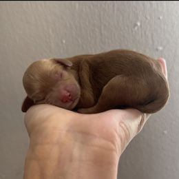 Sunny - Red and white female Cockapoo puppy in Ville Platte, Louisiana from E&B