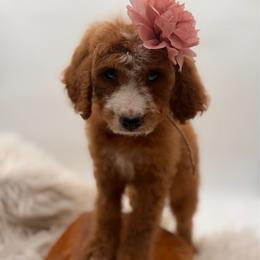 Pine - Red female Bernedoodle puppy in Ocala, Florida from Bernedoodles of Florida