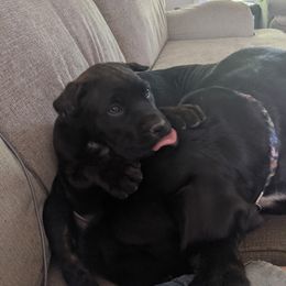 Cane Corso Puppies from Knepper Cane Corsos