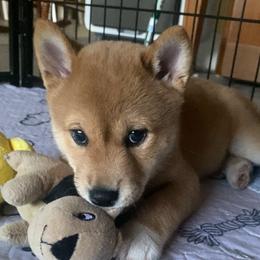 Shiba Inu Puppies from Kiara Coloma
