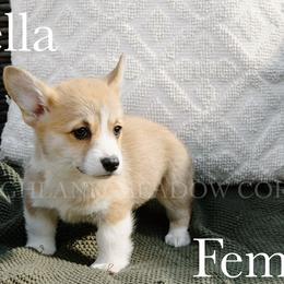 Stella - Red female Pembroke Welsh Corgi puppy in Bend, Oregon from Highland Meadow Corgis