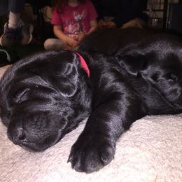 Labrador Retriever Puppies from Muck Madness Retrievers