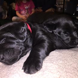 Labrador Retriever Puppies from Muck Madness Retrievers