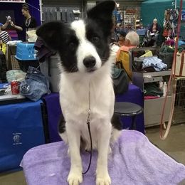 Border Collies from Braemar Border Collies