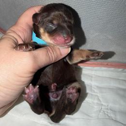 Max AKC 3,400 - Liver male Miniature Schnauzer puppy in Dayton, Texas from Von Baron Schnauzers