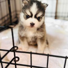 Patriot - Black and white male Pomsky puppy in Yavapai County, Arizona from Pawsh Pomskies