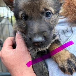 A1-3 Sable Girl - Miss Hot Pink - Sable female German Shepherd puppy in Lincoln, California from Valor-K9s