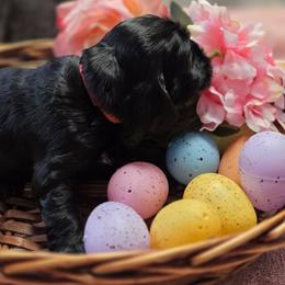 Bella - Black female Cocker Spaniel puppy in Longview, Texas from Allison Cocker Spaniel Pup's