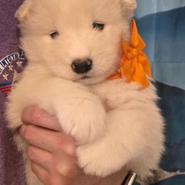 Orange girl - White and biscuit female Samoyed puppy in Elwell, Michigan from Limelight Samoyeds