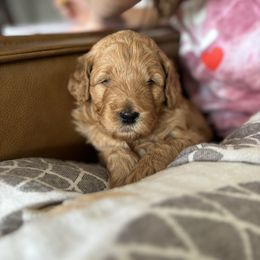 Goldendoodle Puppies from Old Lake Doodles