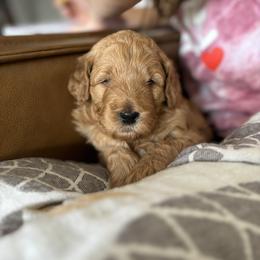 Goldendoodle Puppies from Old Lake Doodles