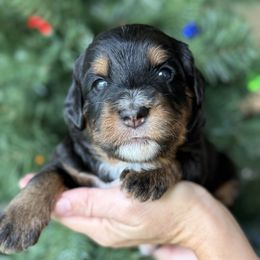 Paisley - Tri-color female Bernedoodle puppy in Yuciapa, California from AlltheDoodlez_