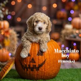 Macchiato RED COLLAR  Boy    3500 - Apricot male Goldendoodle puppy in Corona, California from Fluffy Puppy Mini Doodles LLC