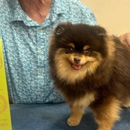 Delaney - Pomeranian