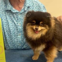 Delaney - Pomeranian