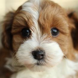 Benny - Red sable male Havapoo puppy in Eagle Mountain, Utah from Lady Paws Puppies