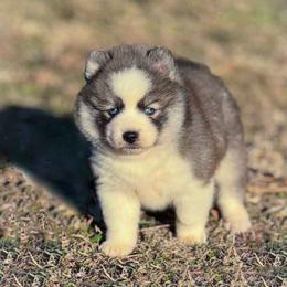Aries Wild Wolf Silver Stunner - Silver and white male Pomsky puppy in Perkins, Oklahoma from A-Dream Pomsky Kennel