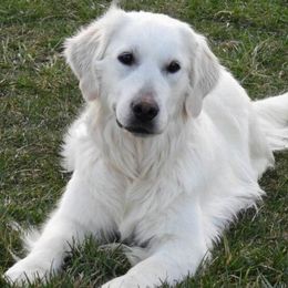 Nyla - Golden Retriever