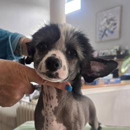 Mayor - Black and white female Chinese Crested puppy in Bel Air North, Maryland from ConeraIsles Kennel