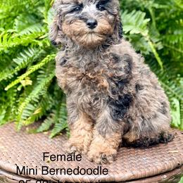 Girl 4 - Tri-color female Bernedoodle puppy in Montrose, Michigan from Livy’s Doodles