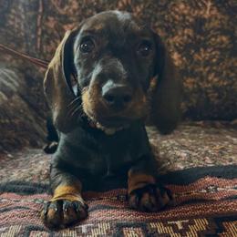 Hazel - Wild  boar and tan female Dachshund puppy in Wichita, Kansas from Rustic Dachshunds