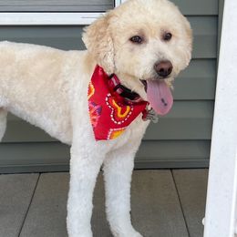 Penny - Goldendoodle