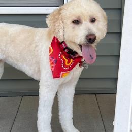 Penny - Goldendoodle