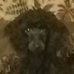 Lady - Poodle