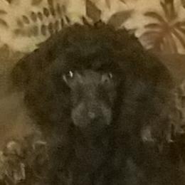 Lady - Poodle